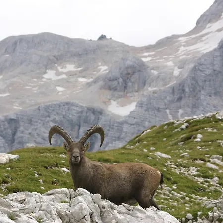 Tourist House Capricorn Rum i privatbostad